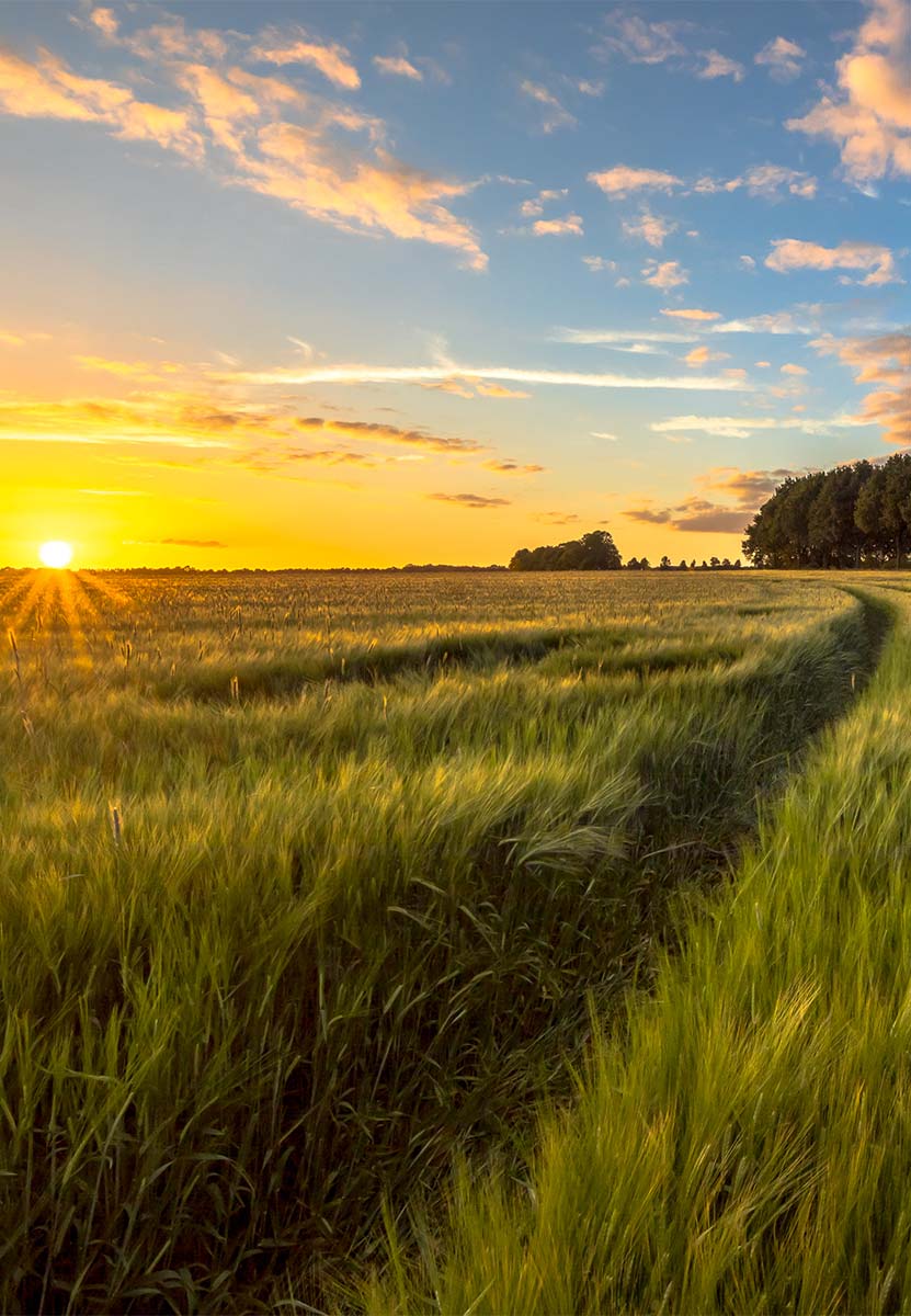 Begin your buying
Experience